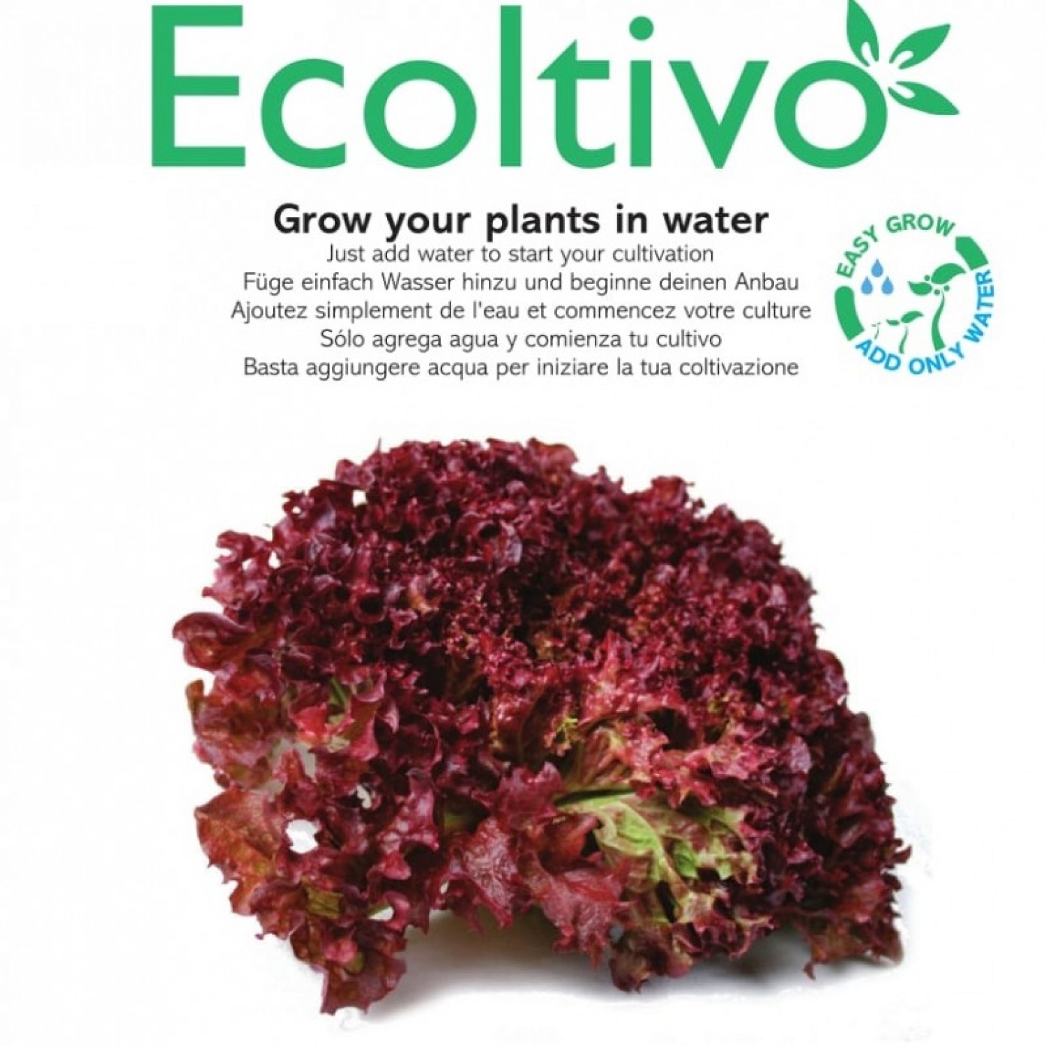 Roter Salat Ricciolina Hydrokultur Pflanzset | Ecoltivo