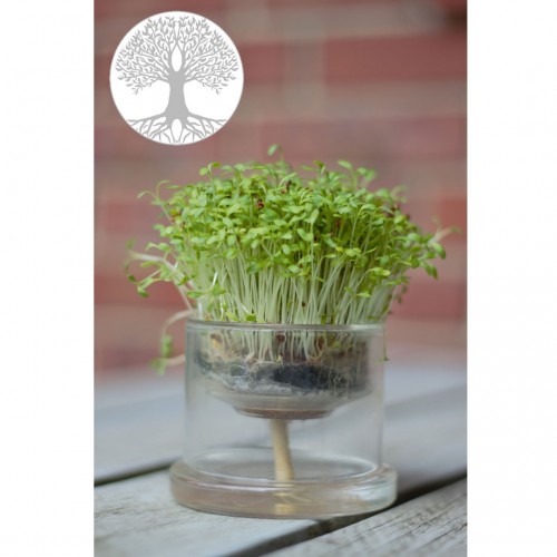 Selbstbewässerungstopf Lebensbaum aus Glas » Small Greens 