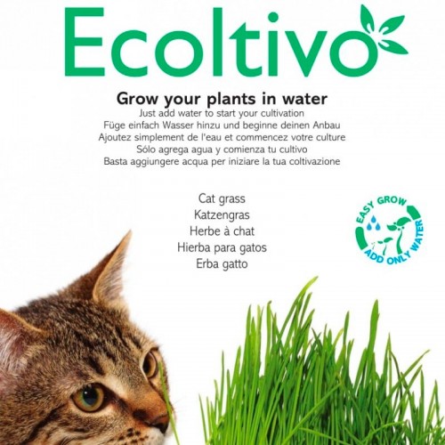 Katzengras Hydrokultur Pflanzset - Smart Garden | Ecoltivo