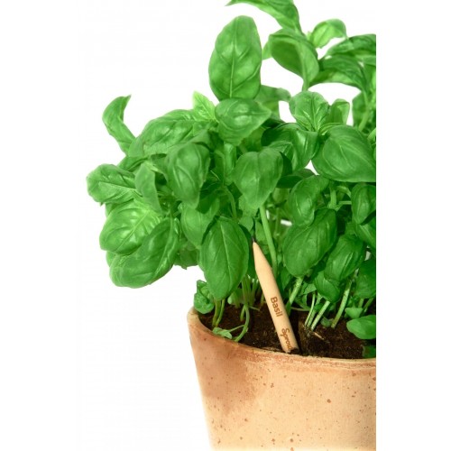 Sprout Bleistift zum Einpflanzen – Basilikum