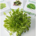 Flach-Blattsalat Blonde Hydrokultur Pflanzset | Ecoltivo