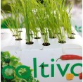 Bio Katzengras Hydrokultur Pflanzset | Ecoltivo