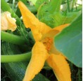 KleePura Bio-Dünger für Gemüse, Obst & Blumen