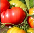 KleePura Bio-Dünger für Tomaten