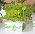 Ricciolina Salat Hydrokultur Pflanzset Salatzucht | Ecoltivo