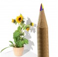 Sprout Bio-Buntstift Regenbogen mit Saatgut Sonnenblume