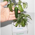 Scharfe Peperoni Hydrokultur Pflanzset m. Samen | Ecoltivo