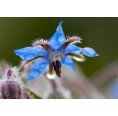 Dillmann Essbare Blüten Saatgut-Box S Bio Borretsch