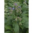 Essbare Blüten Saatgut-Box S Bio Borretsch | Saatgut Dillmann