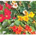 Essbare Blüten Saatgut-Box S Bio Kapuzinerkresse | Saatgut Dillmann