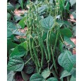 Mittelalterliche Gemüse Saatgut-Box S Bio Buschbohne | Dillmann