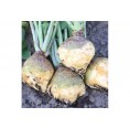 Mittelalterliche Gemüse Saatgut-Box S Bio Kohlrübe | Dillmann