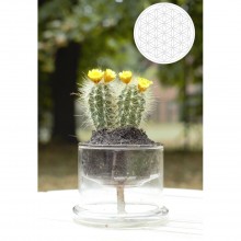 Selbstbewässerungstopf aus Glas mit Blume des Lebens Symbol – Ø 130 mm