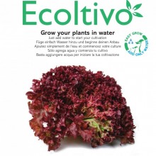 Roter Salat Ricciolina Hydrokultur Pflanzset – Salatzucht für Zuhause & Büro