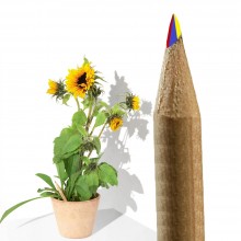 Sprout Regenbogen-Buntstift zum Einpflanzen – Sonnenblume