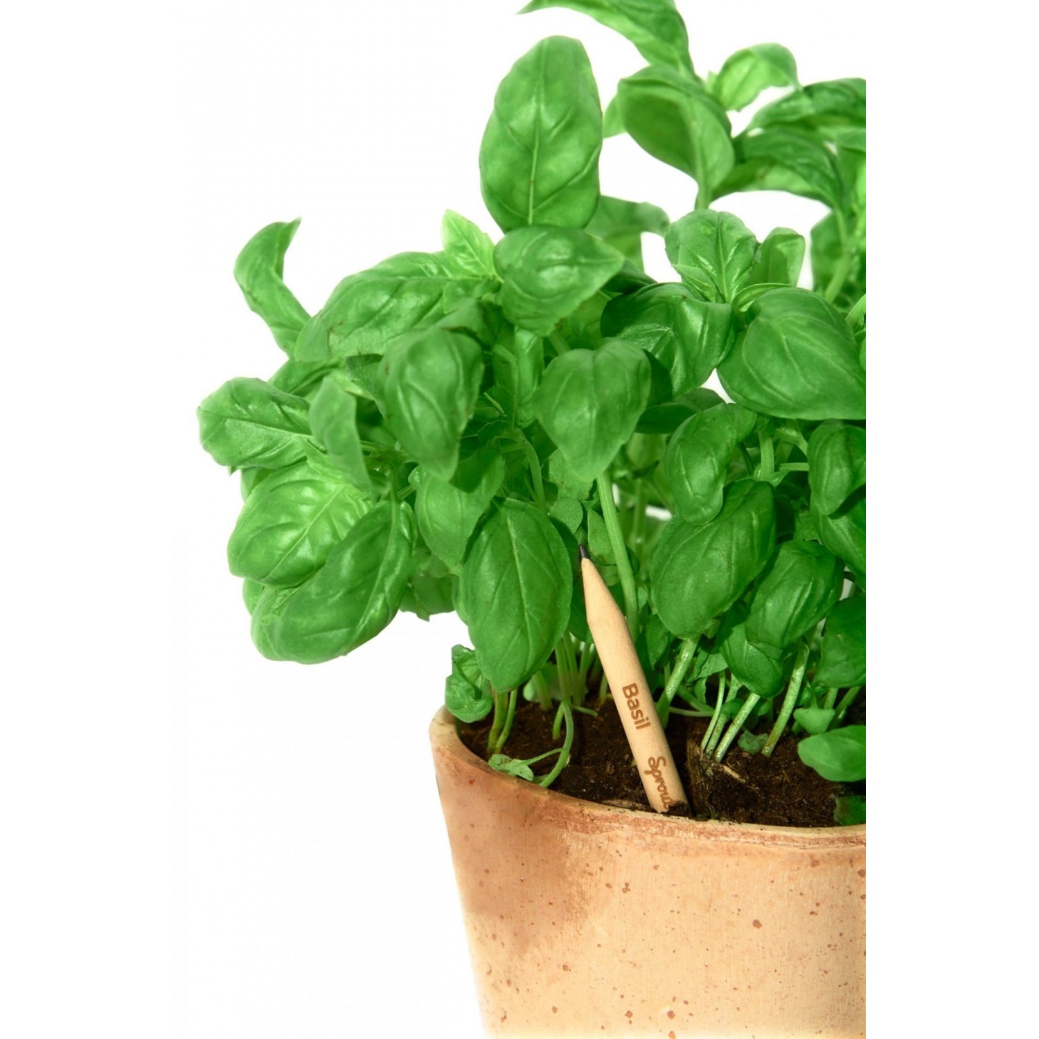 Sprout – Plant your Pencil – Basil