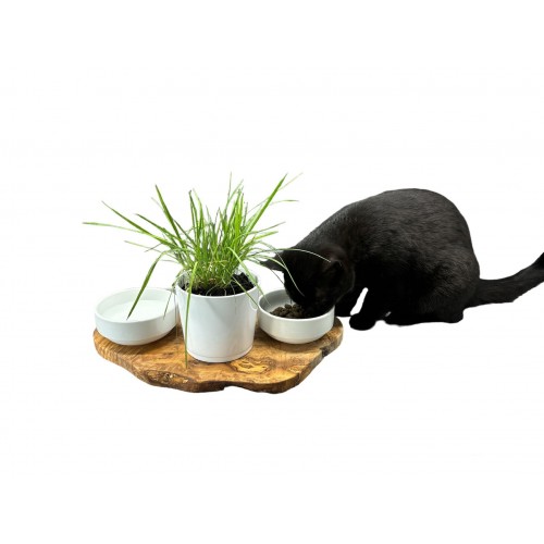 Cat Feeding Station RUSTY Olive Wood & Porcelain » Olivenholz erleben