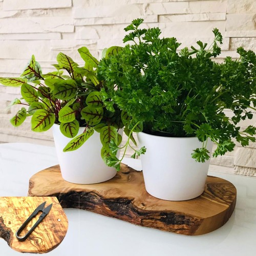 Herb Planter Indoor on Olive Wood Base rustic Set of 2 with herb shear » D.O.M.