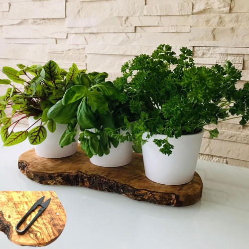 Herb Planter Indoor on Olive Wood Base rustic Set of 3 with herb shear » D.O.M.