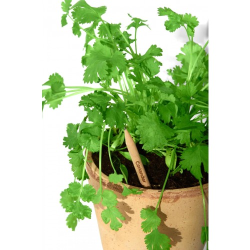 Sprout – Plant your Pencil – Coriander