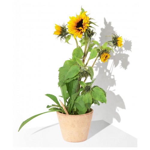 Sprout – Plant your Pencil – Sunflower