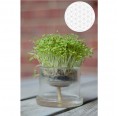 Small Greens self-watering Glass Planters Flower of Life