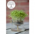 Self-Watering Glass Planters Tree of Life Ø 80 mm » Small Greens