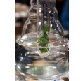 Glass tube for flavoured tap water for carafe Universe & Beauty | Nature’s Design