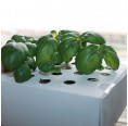 Basil Hydroponics Planting Set for Home & Office | Ecoltivo