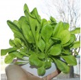 Blond Lettuce smooth leaf Hydroponics Planting Set | Ecoltivo
