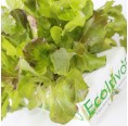 Mixed Lettuce Smart Garden Set for Home & Office | Ecoltivo