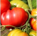 KleePura - vegan organic Fertiliser | gruenerduengen