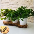 Herb Planter Indoor on Olive Wood Base rustic Set of 3 with herb shear » D.O.M.