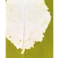 Sundara Paper Art Poster Leaf Green - Fairtrade Fine Art