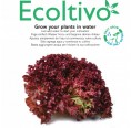 Red Lettuce Ricciolina Hydroponics Planting Set | Ecoltivo