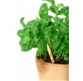 Sprout Plantable Pencil - Basil