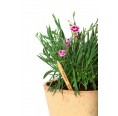 Sprout Plantable Pencil - Carnation