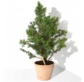 Sprout Plantable Pencil - Spruce