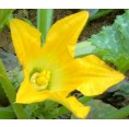 Edible Blooms Seeds Zucchini Cardboard Box S Bio | Dillmann