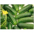 Self-supply Seeds-Box L 22 organic cucumber | Dillmann