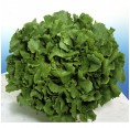 Self-supply Seeds-Box L 22 organic lettuce | Dillmann