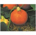 Self-supply Seeds-Box L 22 organic pumpkin | Dillmann