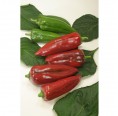 Self-supply Seeds-Box L 22 organic pepper | Dillmann