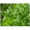 Herb Garden Seeds-Box S Bio 6 Sorts organic basil | Dillmann