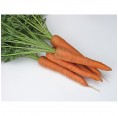 Medieval Vegetable Seeds-Box S bio carrots | Dillmann