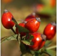 Organic Rosehips » Wild Herbs & Co.