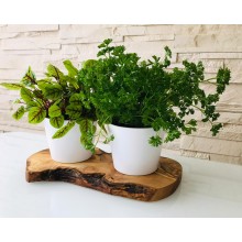 Herb Planter Indoor with Olive Wood Tray, Set of 2 without Herb Shear