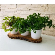 Herb Planter Indoor with Olive Wood Tray, Set of 3 without Herb Shear