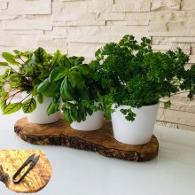 Herb Planter Indoor with Olive Wood Tray, Set of 3 with Herb Shear